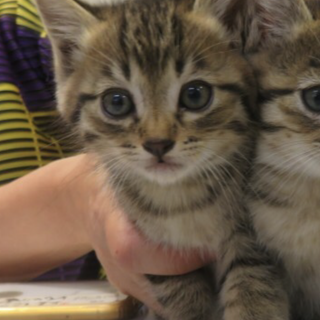 まん丸お目目のキジトラ子猫♂