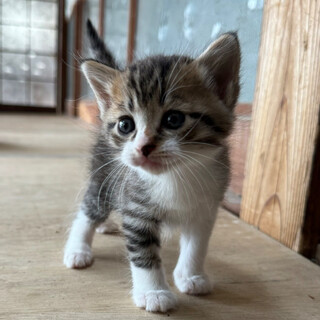 生後1ヶ月♡スーパーキュートな甘えん坊♡キジシロ