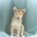 3ヶ月の子犬里親緊急募集