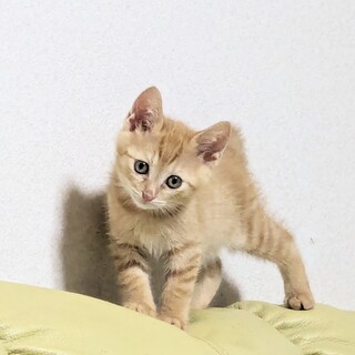 えいきち☆2ヶ月 茶トラ♂