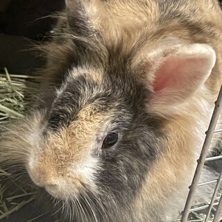 ライオンラビット（1歳７か月）