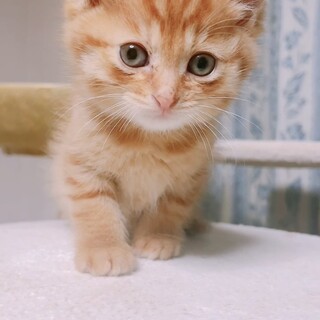 ゆきち☆2ヶ月 茶トラ♂