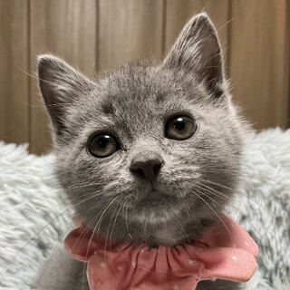愛らしいグレーの女の子、スフレです♡
