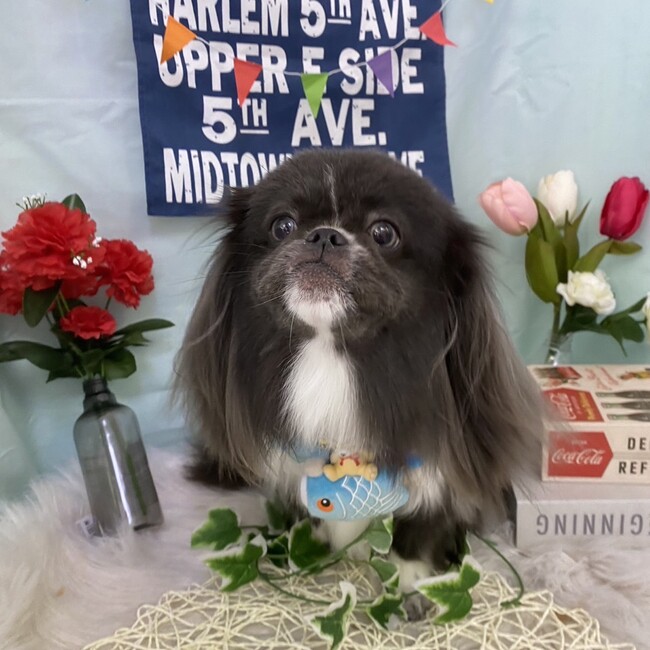 ✯スピ✯のカバー写真