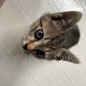 元気なオスのおふくくん！2ヶ月