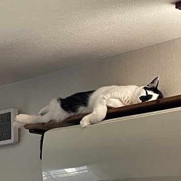 我が家は猫が１歳になったら皮首輪を作る！と決めてるが、航太朗…まだ育つよねアンタは。