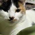 人懐こいミケ猫・リリコ