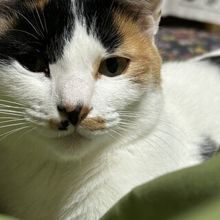 人懐こいミケ猫・リリコ