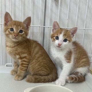 6/30譲渡会に参加　生後2ヶ月半　茶トラ兄弟