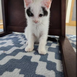 お転婆2ヶ月♀ナズナ【「な」5兄妹】