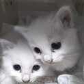 生後1ヶ月！美猫すぎる子猫2匹