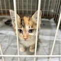 生後1〜2ヶ月の美人な三毛猫さん☺︎