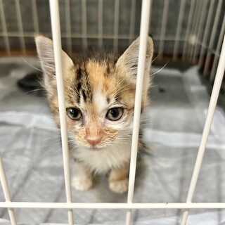 生後1〜2ヶ月の美人な三毛猫さん☺︎