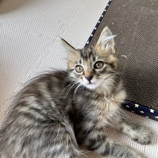 推定 令和6年4月1日生れ キジ長毛の銀くん