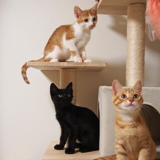 【8/4芝浦】バイクシートで保護！美猫兄妹★