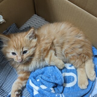 ありがとうございました。