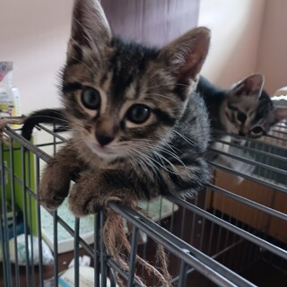 生後2ヶ月キジトラ♂