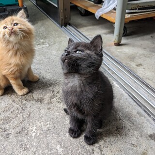 ありがとうございました。