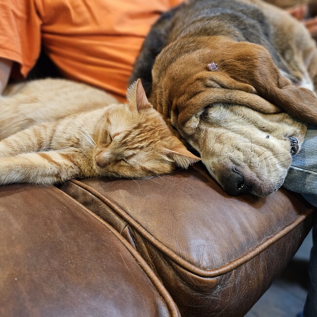 ドミガブのカバー写真