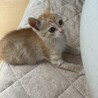 かにだいふく