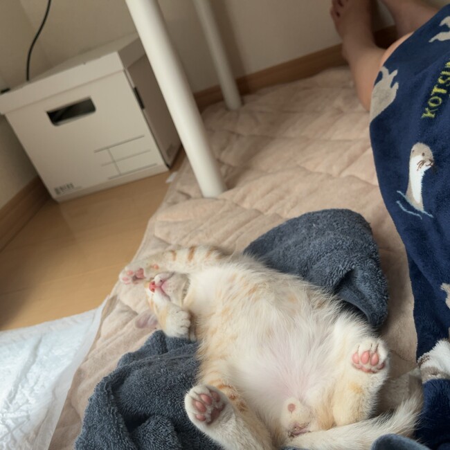 かにだいふくのカバー写真