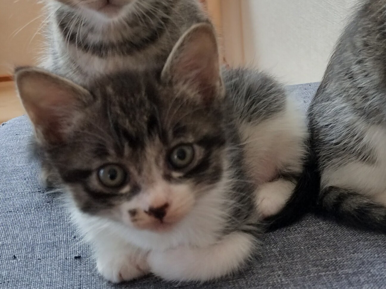 ☆黒トラ白の長毛・1ヶ月」岡山県 - 猫の里親募集(491601) 4枚目の