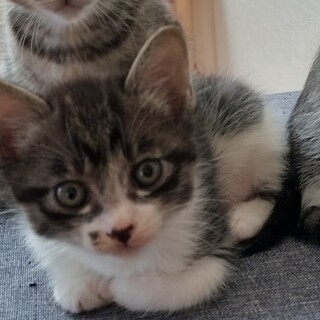 ☆黒トラ白の長毛・1ヶ月・男の子☆