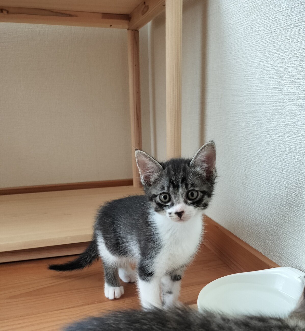 ☆黒トラ白の長毛・1ヶ月」岡山県 - 猫の里親募集(491601) 4枚目の