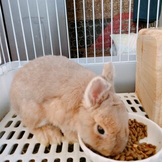 ネザーランドドワーフ　急募