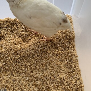 並ウズラオス2匹