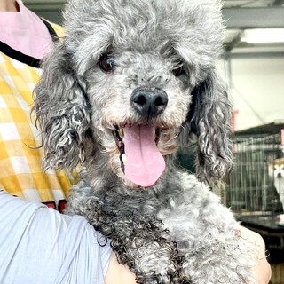 24-W147　可愛いシルバープードルちゃん♪