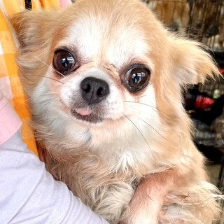 24-W148　小さなチワワちゃん♪