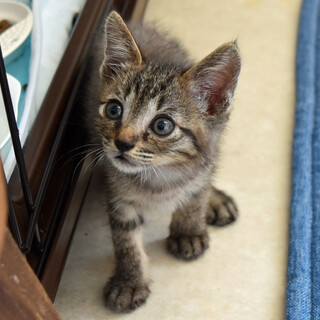 元気いっぱい丸顔キジトラ君