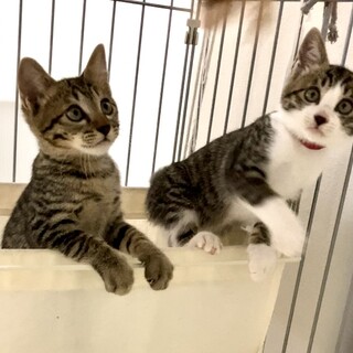 2ヶ月のキジ猫たまちゃん☆白キジ花ちゃんです