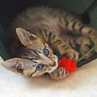 元気いっぱい薄模様キジトラ君