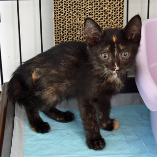 甘々サビちゃん