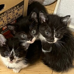 in江南市☆子猫たくさん！保護猫をオウチに迎えよう☆2024年6月23日（日）～ちーむ にゃいんず