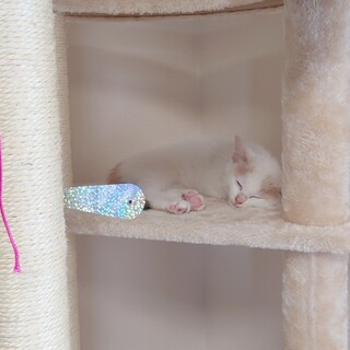 生後2ヶ月の美猫です