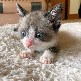 譲渡決定！カプチーノ ラクドール風の男の子です♪