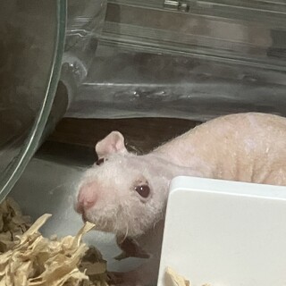 ラットの里親になっていただける方を募集します