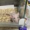 ラットの里親になっていただける方を募集します サムネイル3