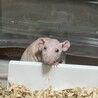 ラットの里親になっていただける方を募集します サムネイル4