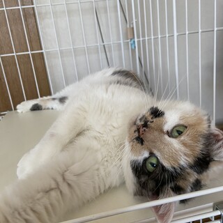 丸顔でおとなしい女の子