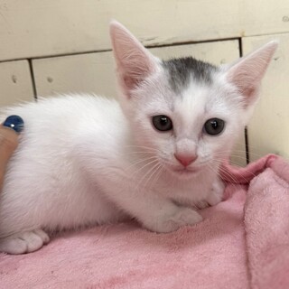 里親決定。モモ吉くん2ヶ月