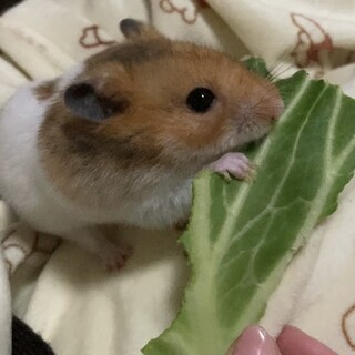 ハムスター2匹(どちらかでも可)里親募集です