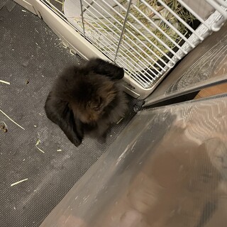 アメリカファジーロップ