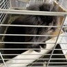 アメリカファジーロップ サムネイル2