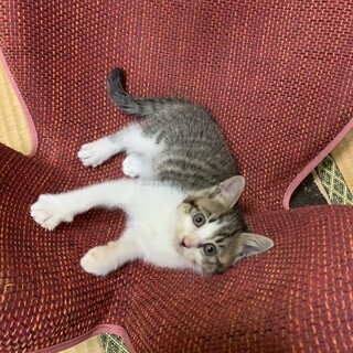 保護猫の女の子