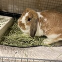 ミニロップ