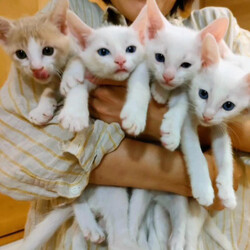 湘南地区最大級hayama-neko保護猫譲渡会 サムネイル1